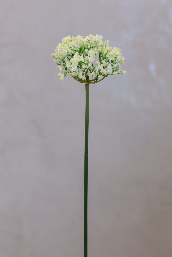 Coco's Plantation 18" Single SM Queen Ann Lace Cream - Casa Febus - Home • Design