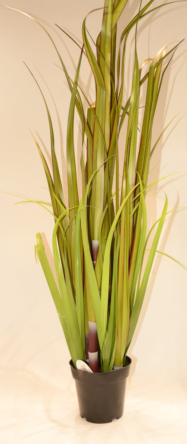 56" Sugar Cane in Pot - Casa Febus - Home • Design
