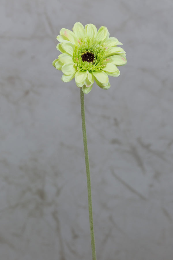 22" Gerbera Daisy Stem - Green - Casa Febus - Home • Design