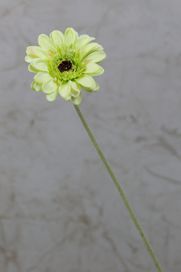 22" Gerbera Daisy Stem - Green - Casa Febus - Home • Design