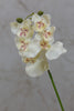 22" Catleya Orchid Stem - Cream - Casa Febus - Home • Design