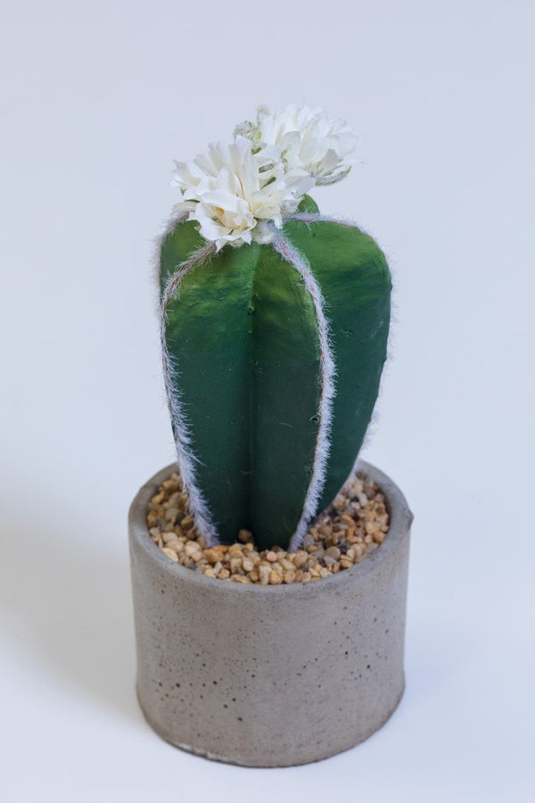 10" Lake Eyrie Cactus on Pot - Cacti Collection - Casa Febus - Home • Design