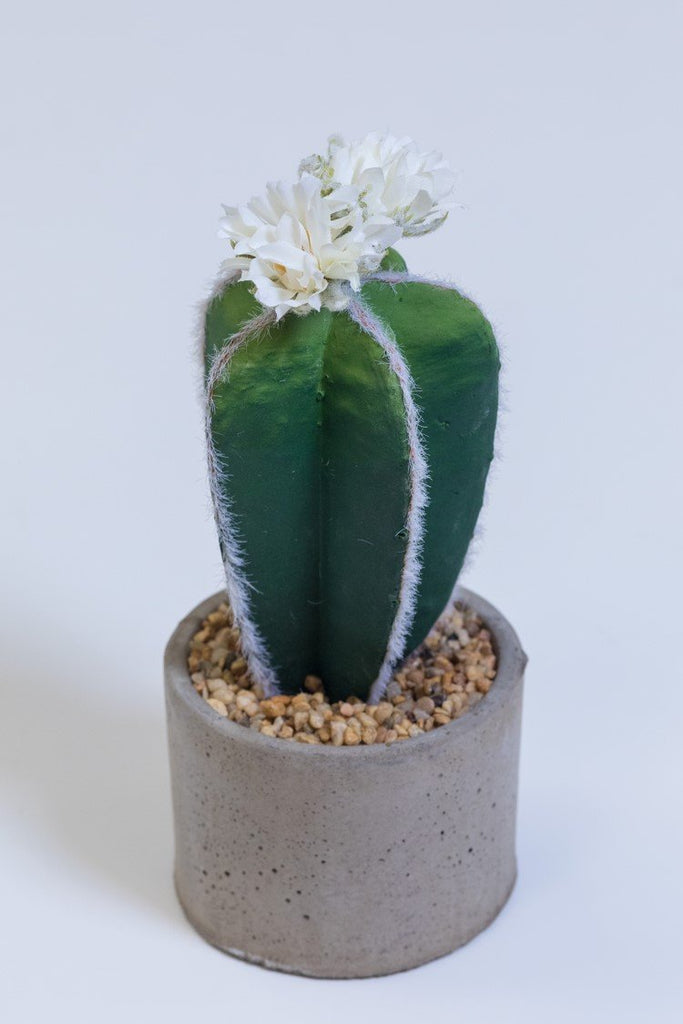 10" Lake Eyrie Cactus on Pot - Cacti Collection - Casa Febus - Home • Design