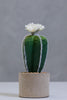 10" Lake Eyrie Cactus on Pot - Cacti Collection - Casa Febus - Home • Design
